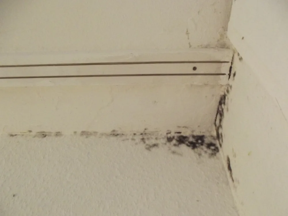 Technician in protective gear removing a mold-damaged wall in a Sound Beach home